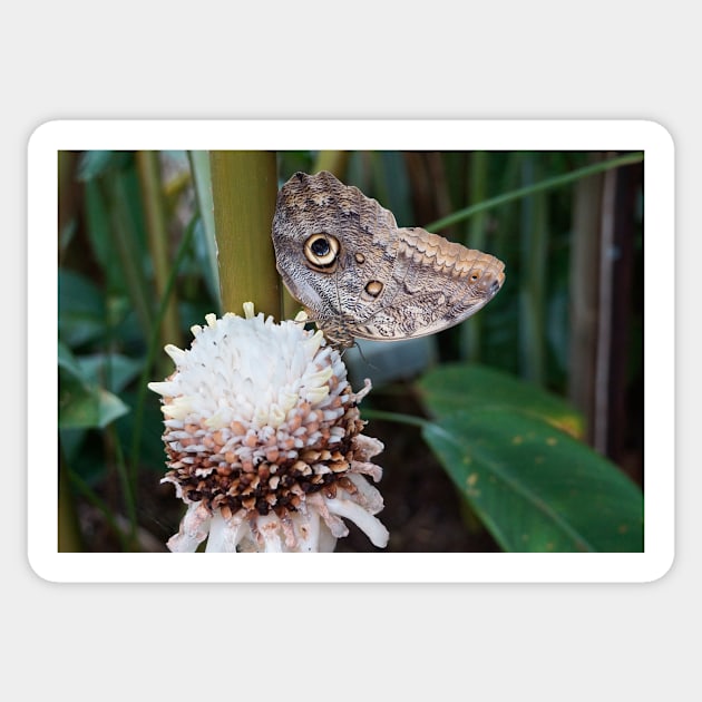 Owl butterfly Sticker by sma1050